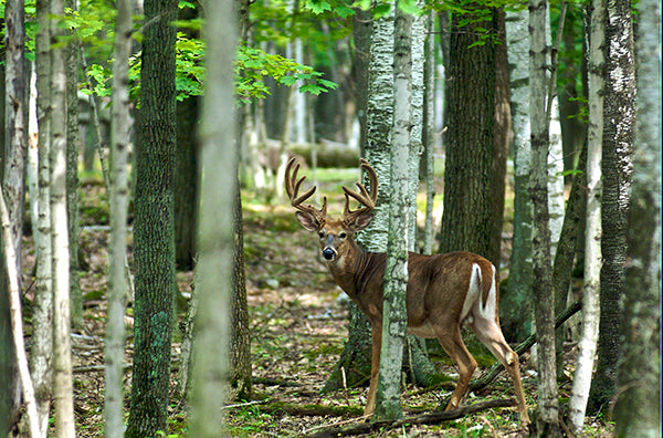 Door County Living in Pictures Vol 1